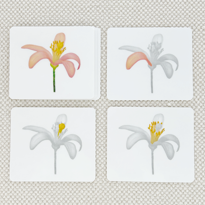 Botany Parts of Vocabulary Card Set
