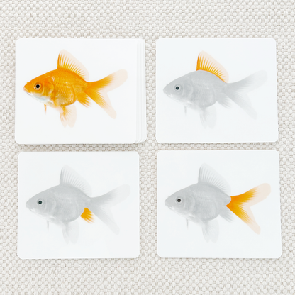 Parts of the Fish Book & Card Set