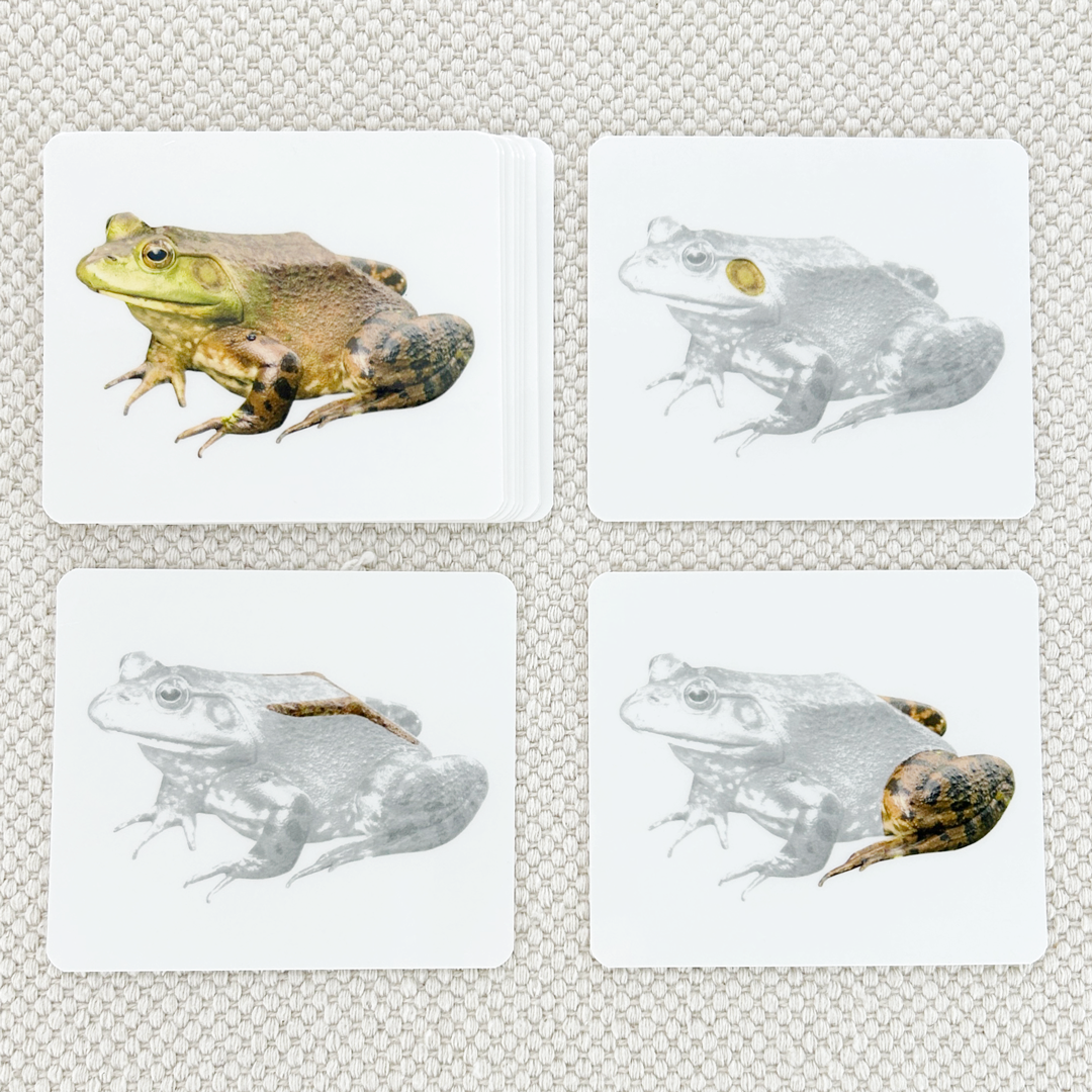 Parts of the Frog Vocabulary