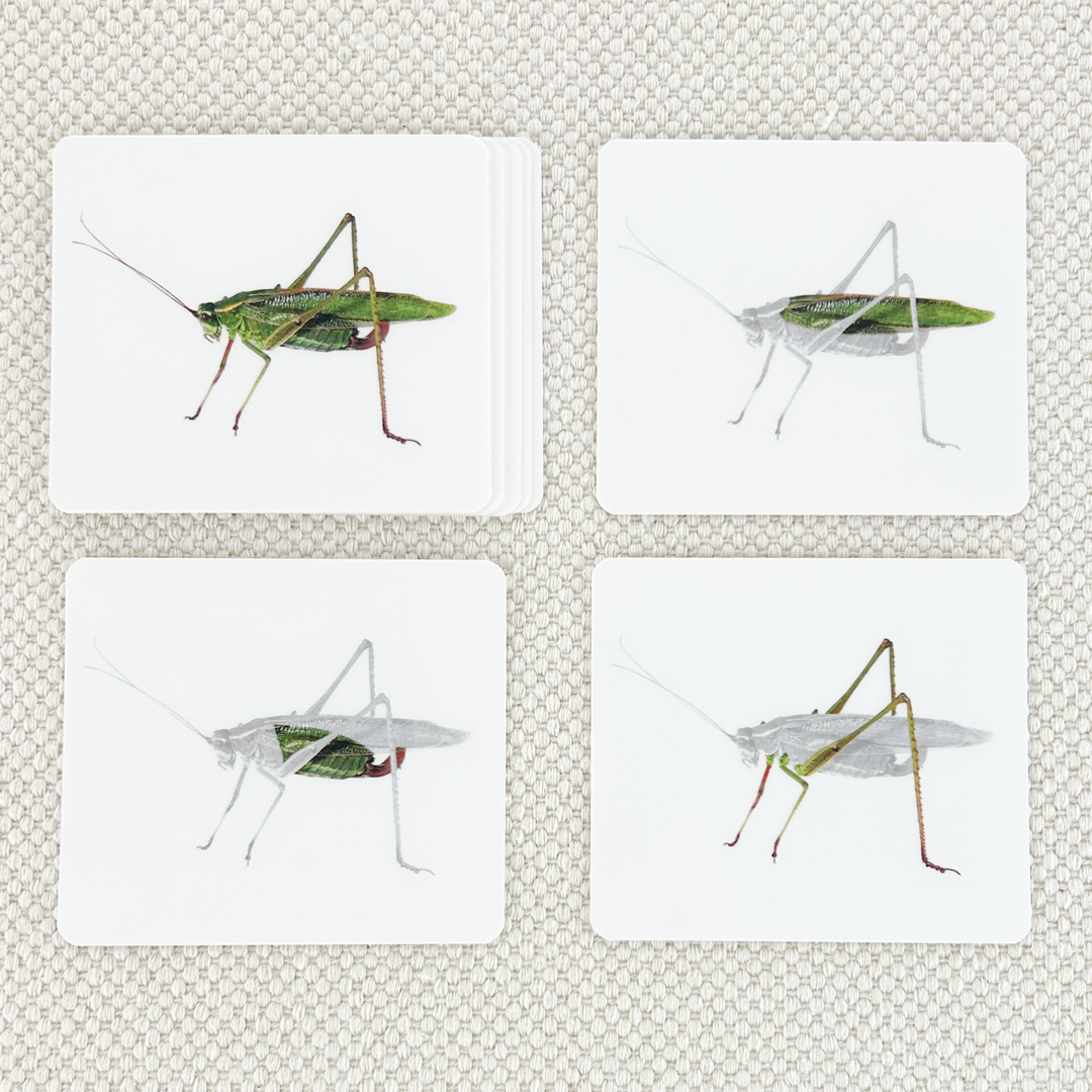 Parts of the Katydid Vocabulary