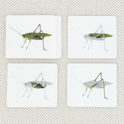 Parts of the Katydid Vocabulary