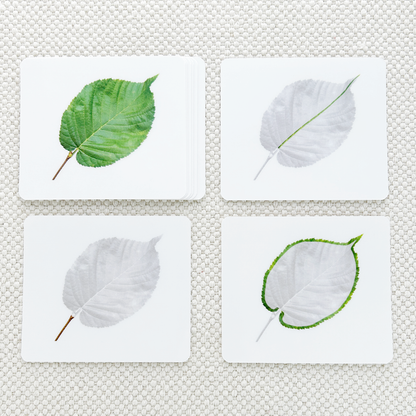 Botany Parts of Vocabulary Card Set
