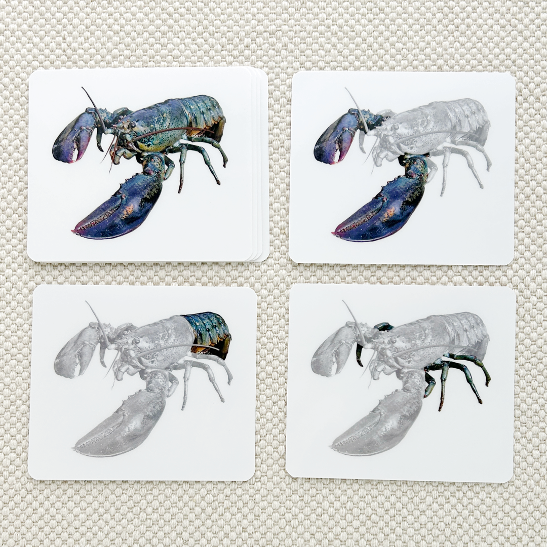 Invertebrates Parts of Vocabulary Card Set