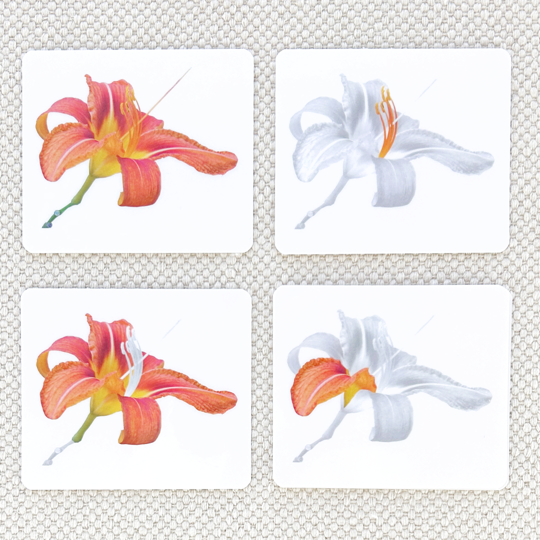 Botany Parts of Vocabulary Card Set