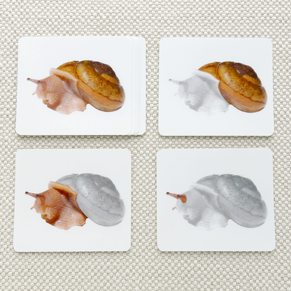 Invertebrates Parts of Vocabulary Card Set