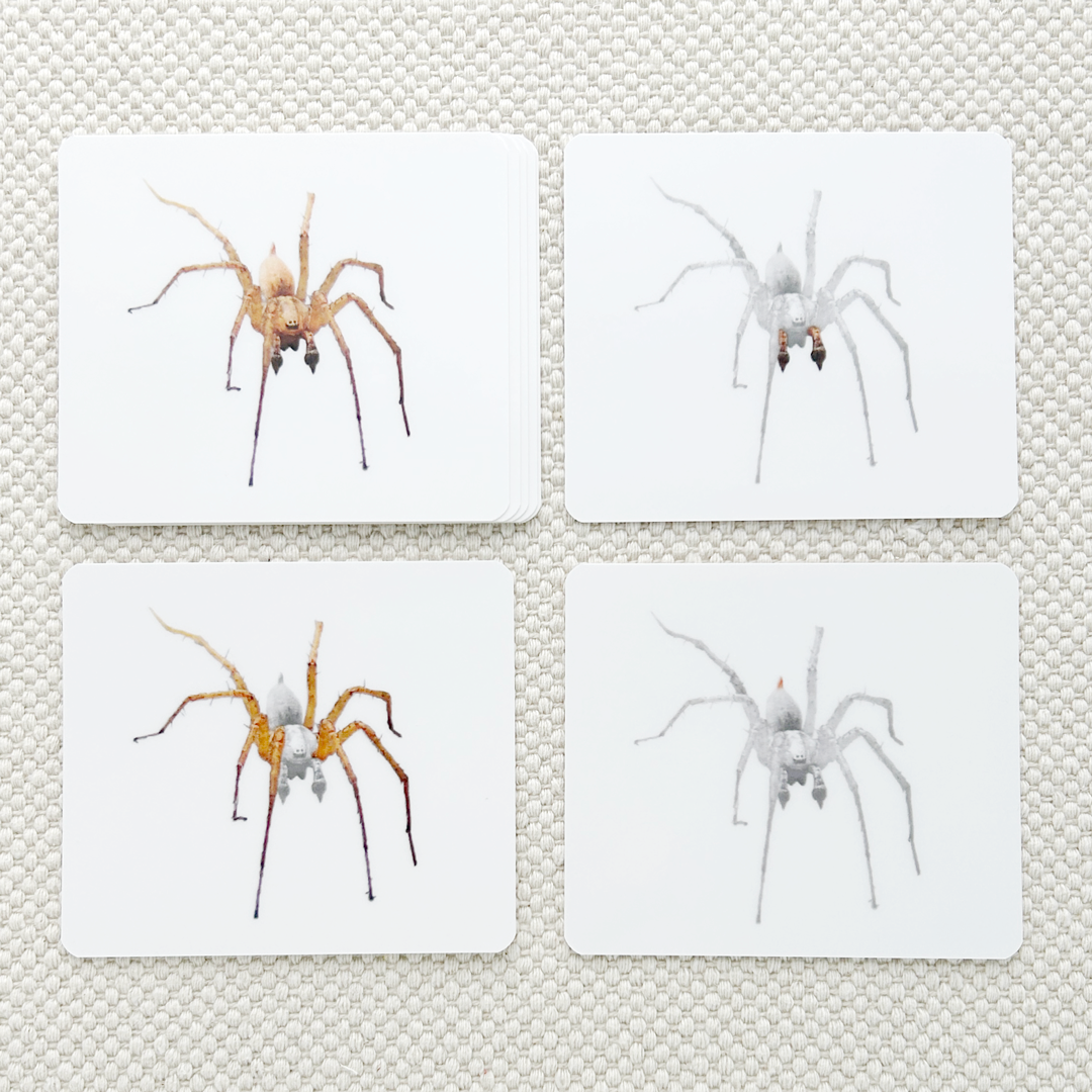 Invertebrates Parts of Vocabulary Card Set