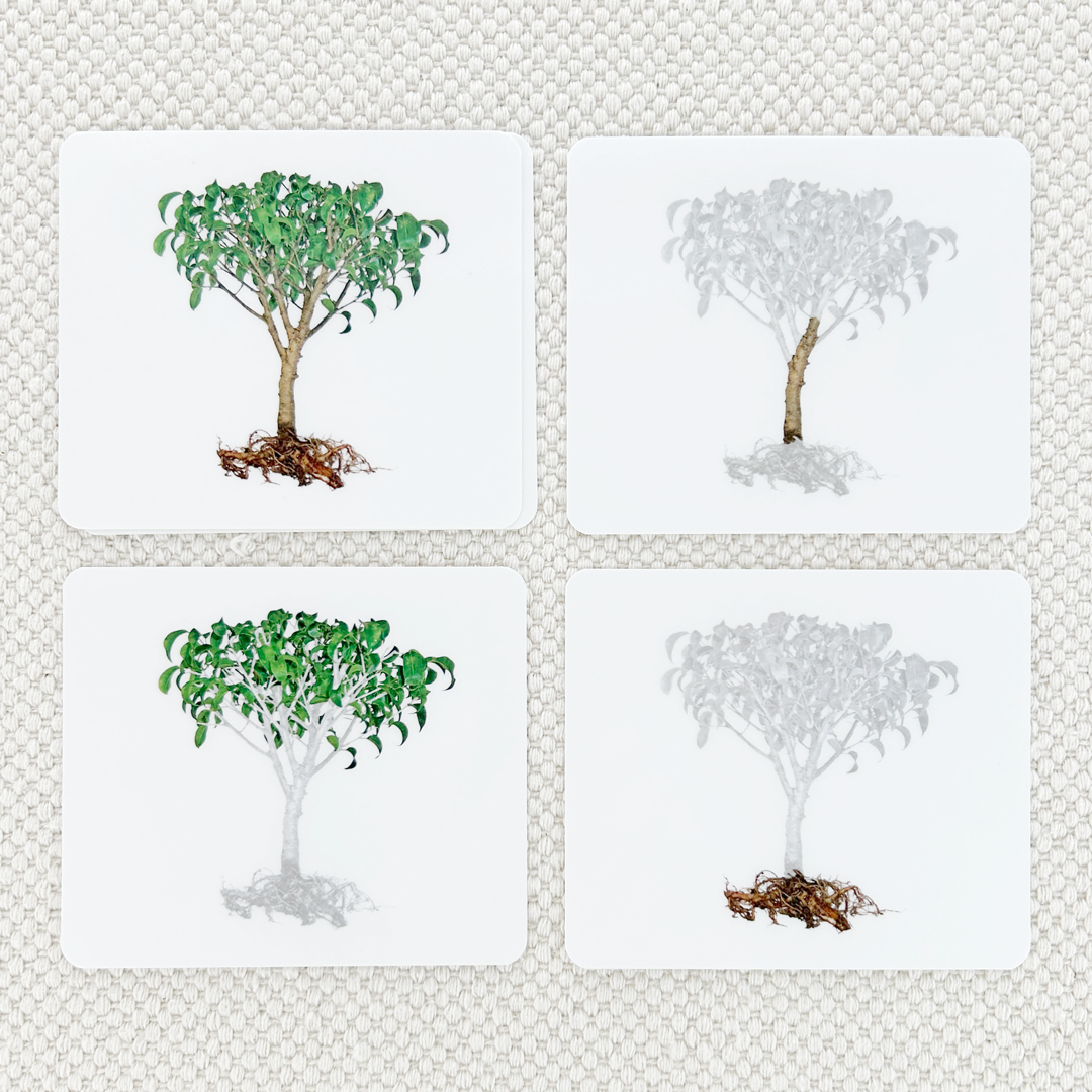 Parts of the Tree Book & Card Set