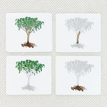 Botany Parts of Vocabulary Card Set