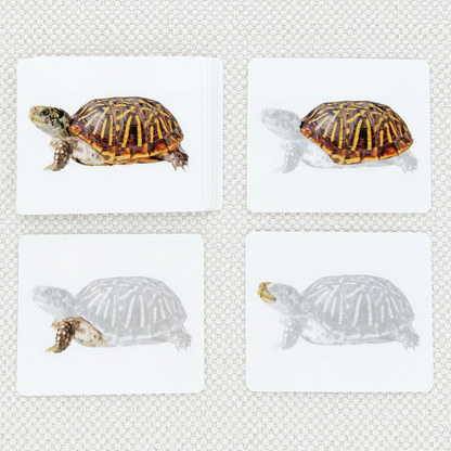 Vertebrates Parts of Vocabulary Card Set