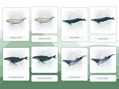 Nomenclature Cards Set - Illustrated Whales