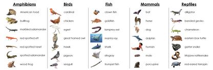 Vertebrate Classes Sorting