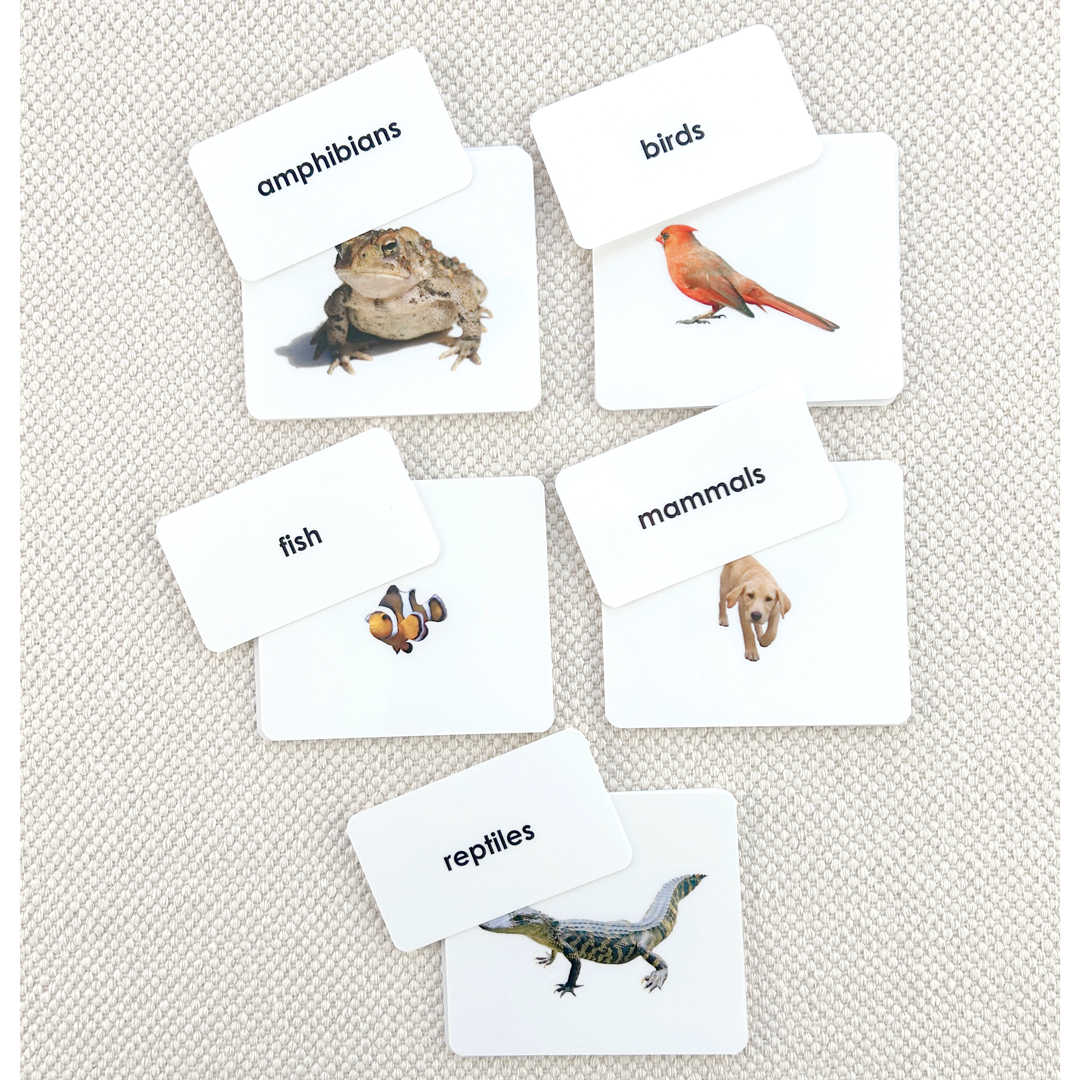 Vertebrate Classes Sorting
