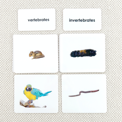 Invertebrates/Vertebrates Sorting