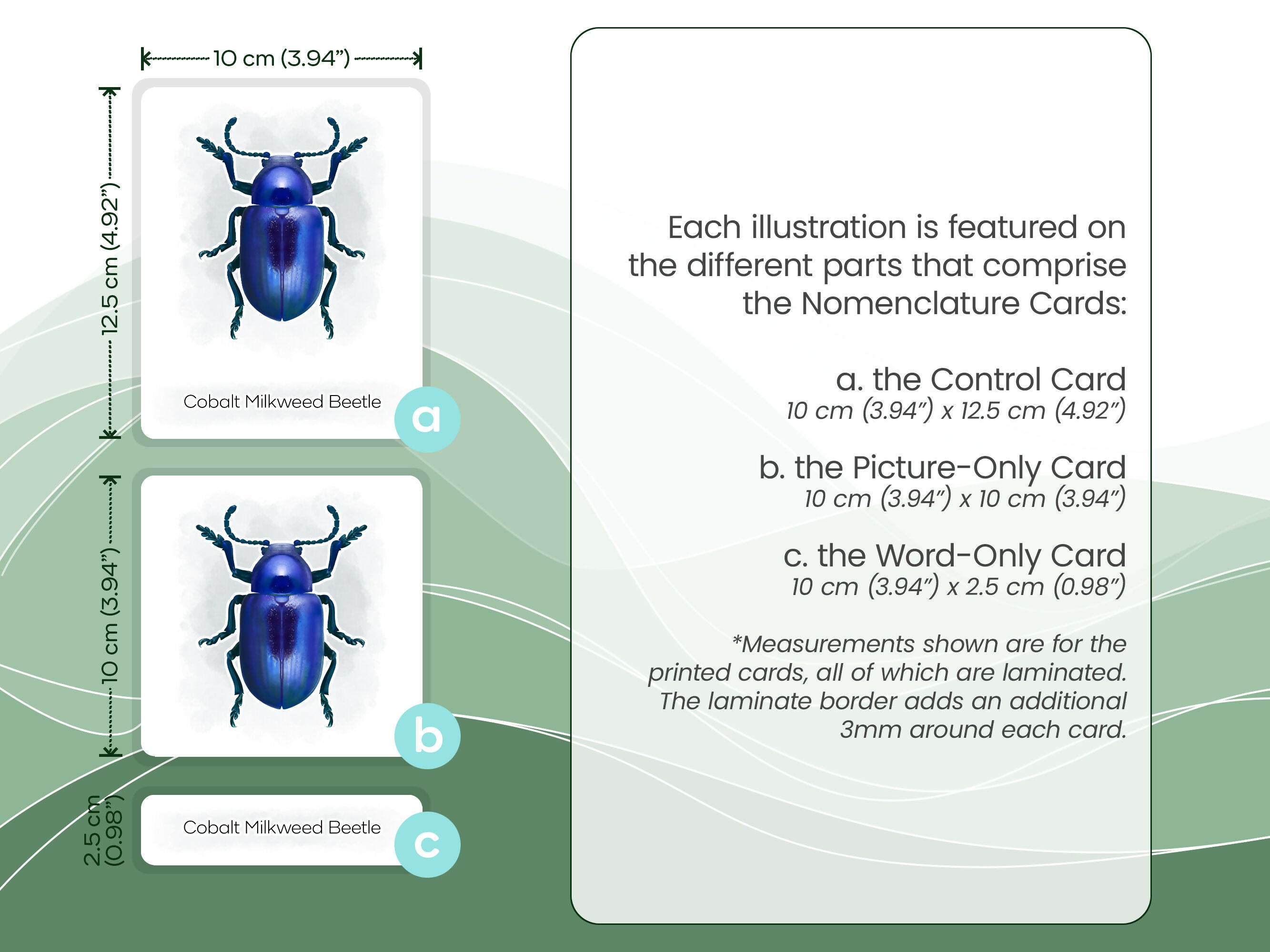 Nomenclature Cards Set - Illustrated Beetles