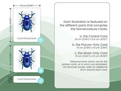 Nomenclature Cards Set - Illustrated Beetles