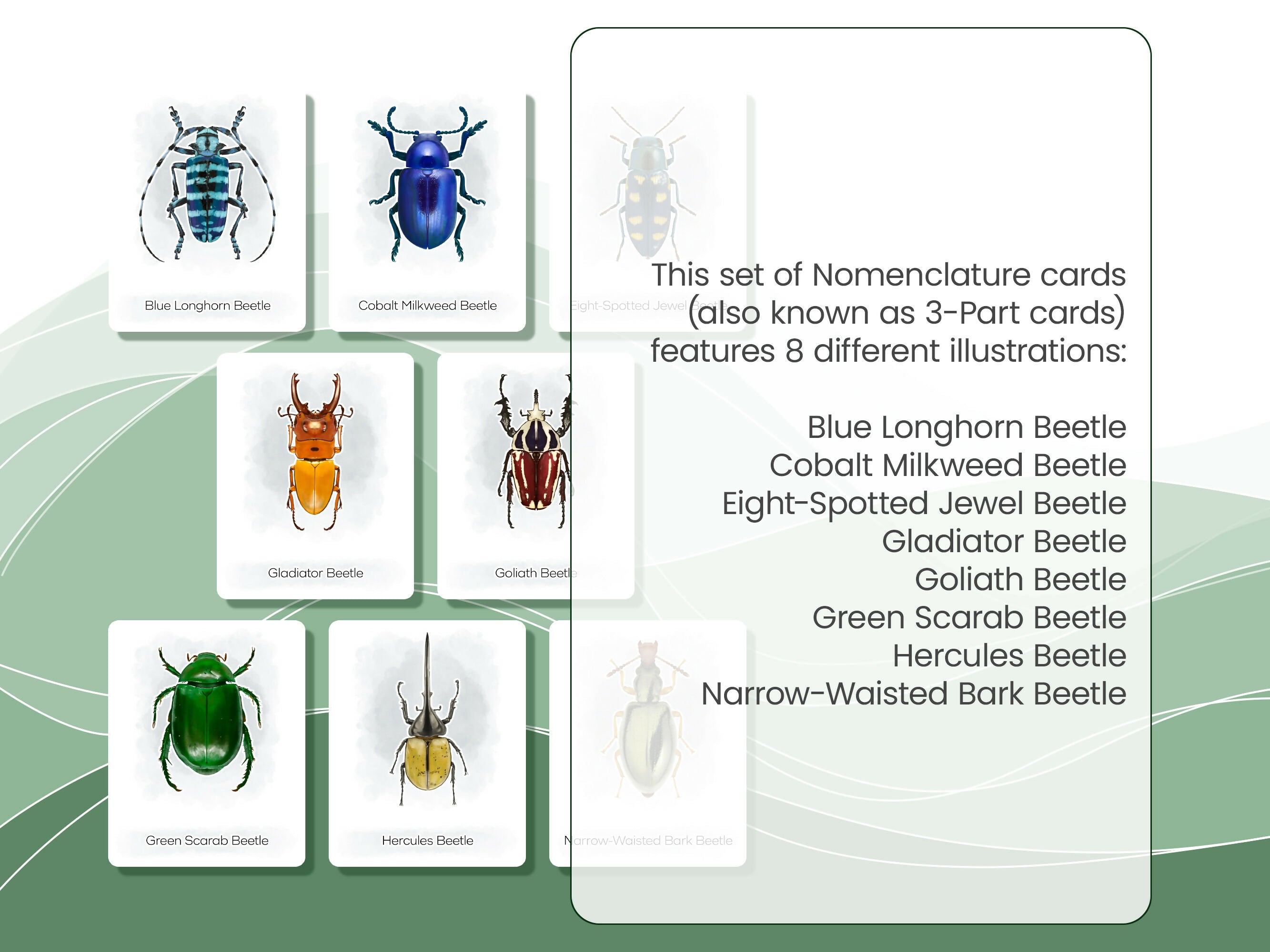 Nomenclature Cards Set - Illustrated Beetles