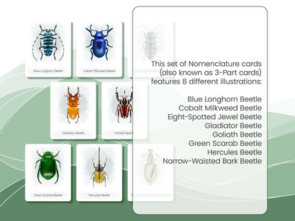 Nomenclature Cards Set - Illustrated Beetles