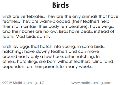 Birds Vocabulary