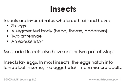 Insects Vocabulary