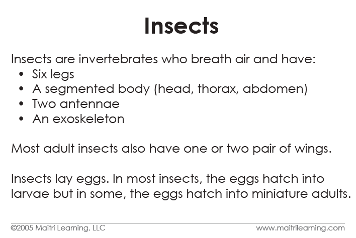 Insects Vocabulary