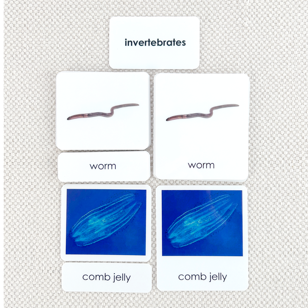 Invertebrates 3-Part Reading