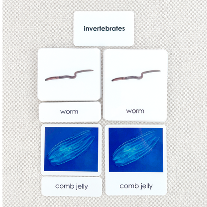 Invertebrates 3-Part Reading