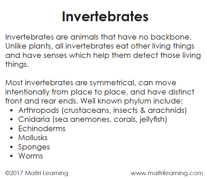 Invertebrates/Vertebrates Sorting