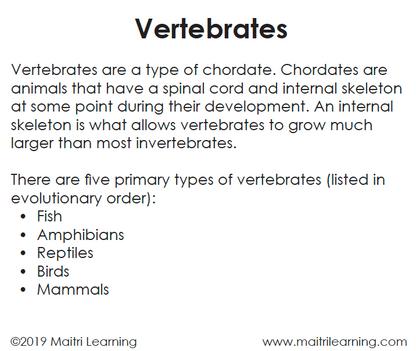 Invertebrates/Vertebrates Sorting