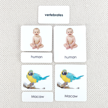 Vertebrates 3-Part Reading